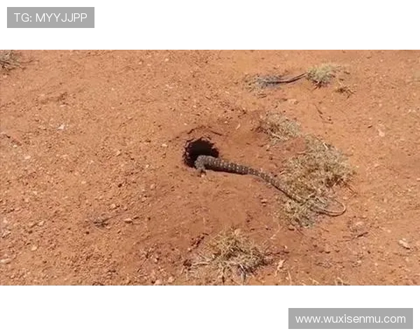 《蜥蜴》:当爱超越言语,触碰灵魂的韩国奇幻治愈电影 《蜥蜴》:当爱超越言语,触碰灵魂的韩国奇幻治愈电影